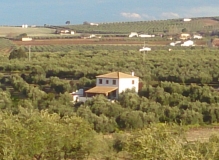 Rodeado de olivar centenario